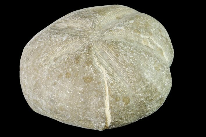Cretaceous Sea Urchin (Hemiaster) Fossil - Texas #156351